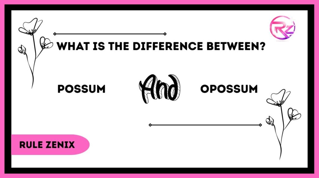 Possum and Opossum